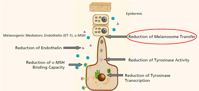 Influence on Melanogenesis Pathways